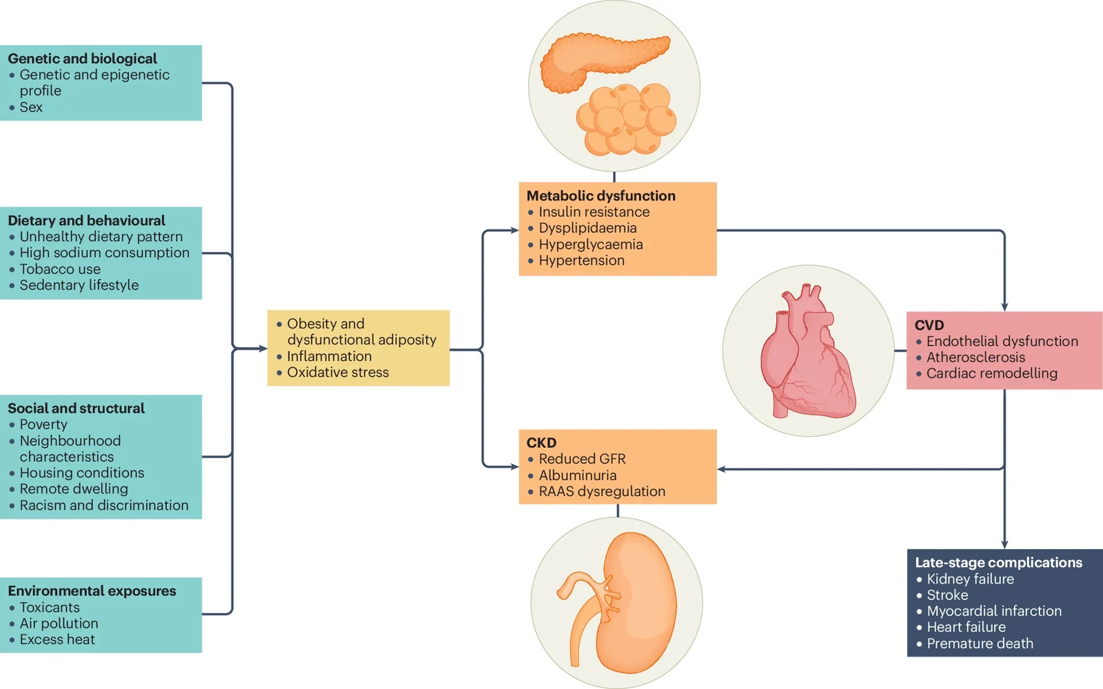 Diagrama del síndrome CKM: la obesidad y la disfunción metabólica que llevan a enfermedad renal crónica, enfermedad cardiovascular y complicaciones tardías
